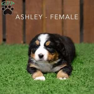 Ashley, Bernese Mountain Dog Puppy